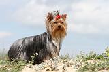 YORKSHIRE TERRIER 075